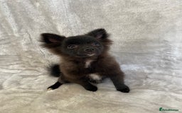 Pomeranian dogs for sale: 💕Beautiful Black Pomeranian Girl💕 - Image 4
