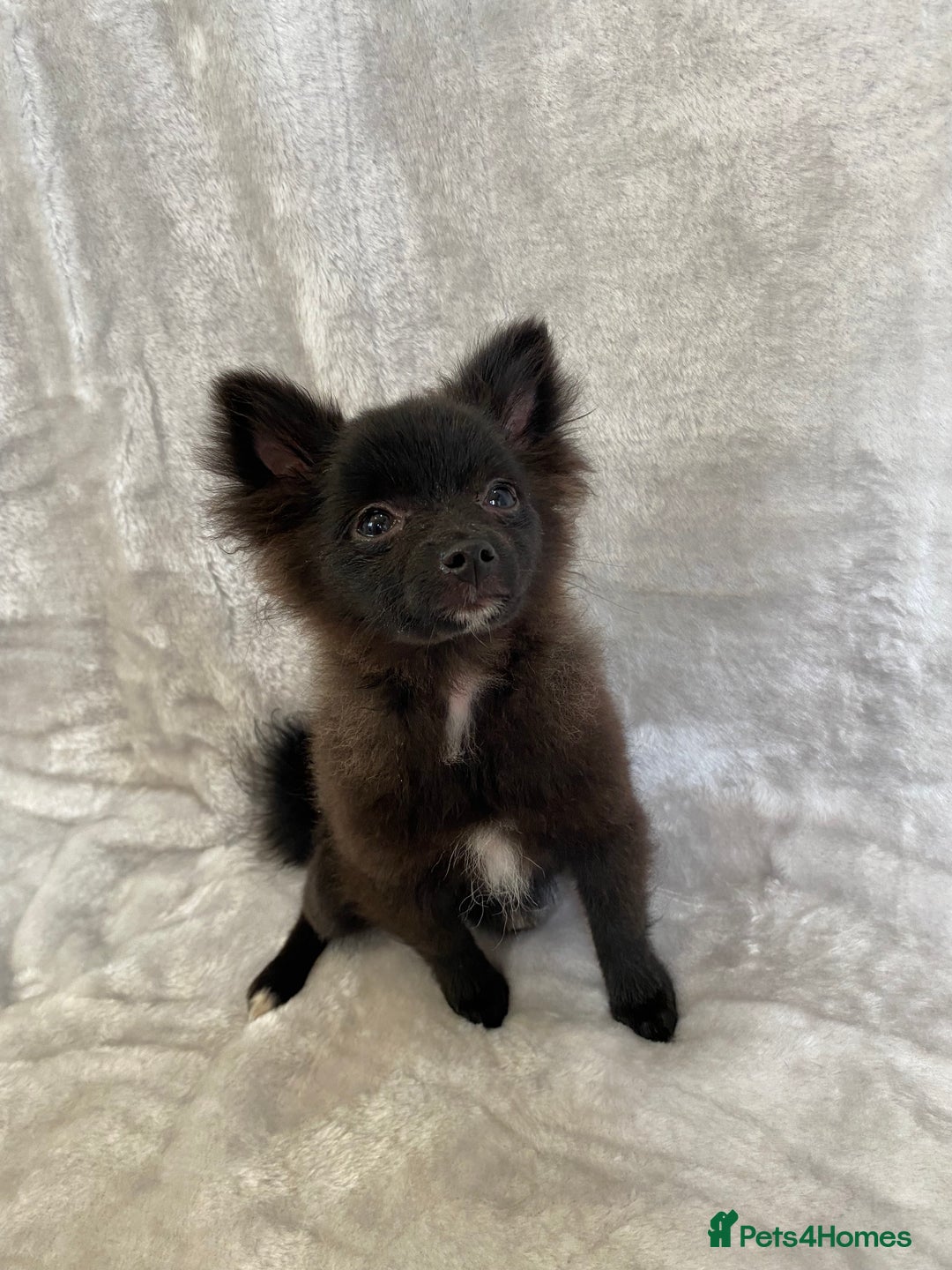 Pomeranian dogs for sale: 💕Beautiful Black Pomeranian Girl💕 - Image 4