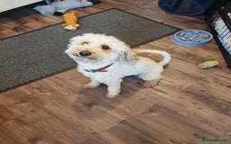 Cavapoo dogs for sale: F1 Cavapoos - HT Parents - Sep Collect - Image 14