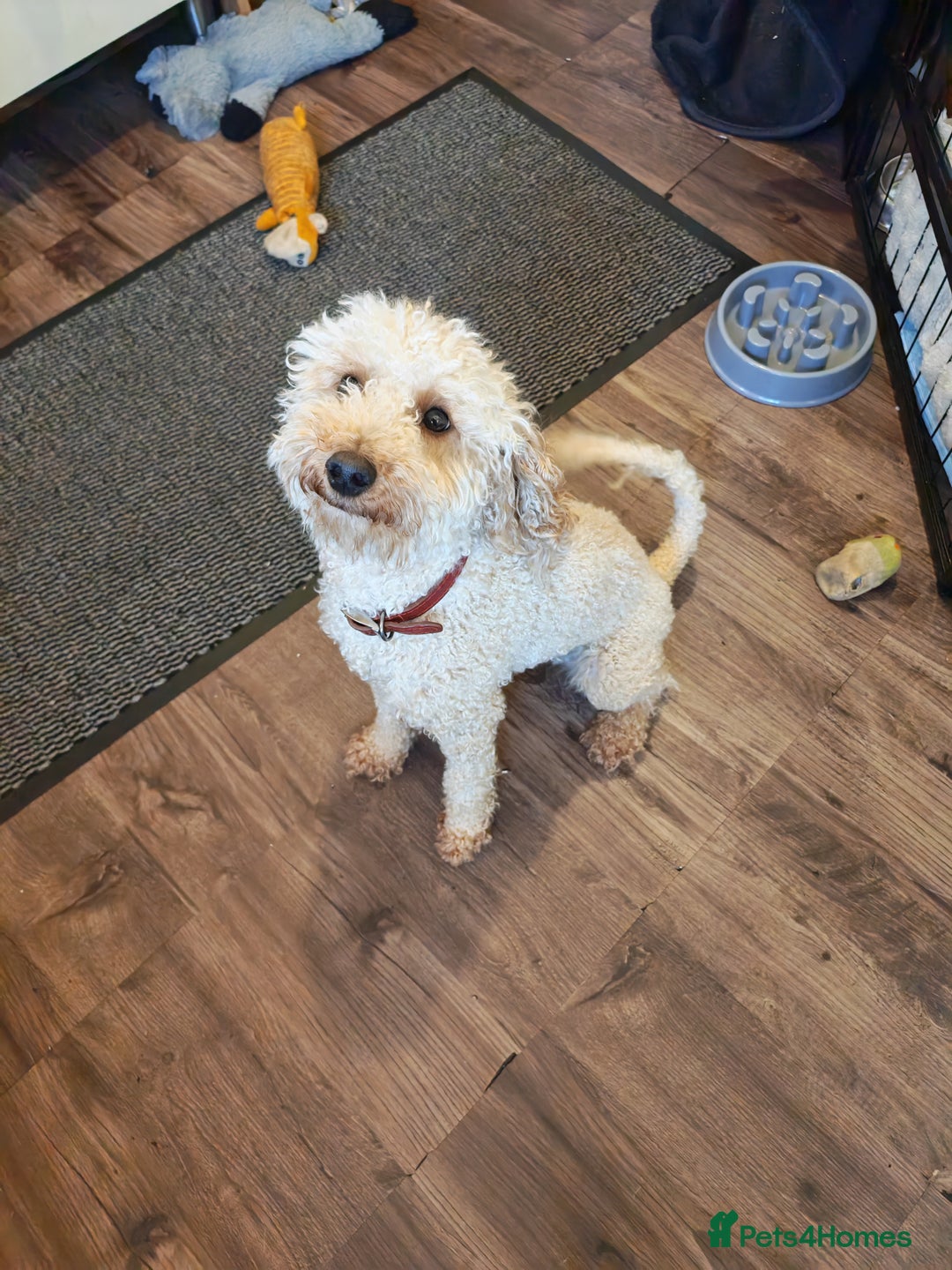 Cavapoo dogs for sale: F1 Cavapoos - HT Parents - Sep Collect - Image 14