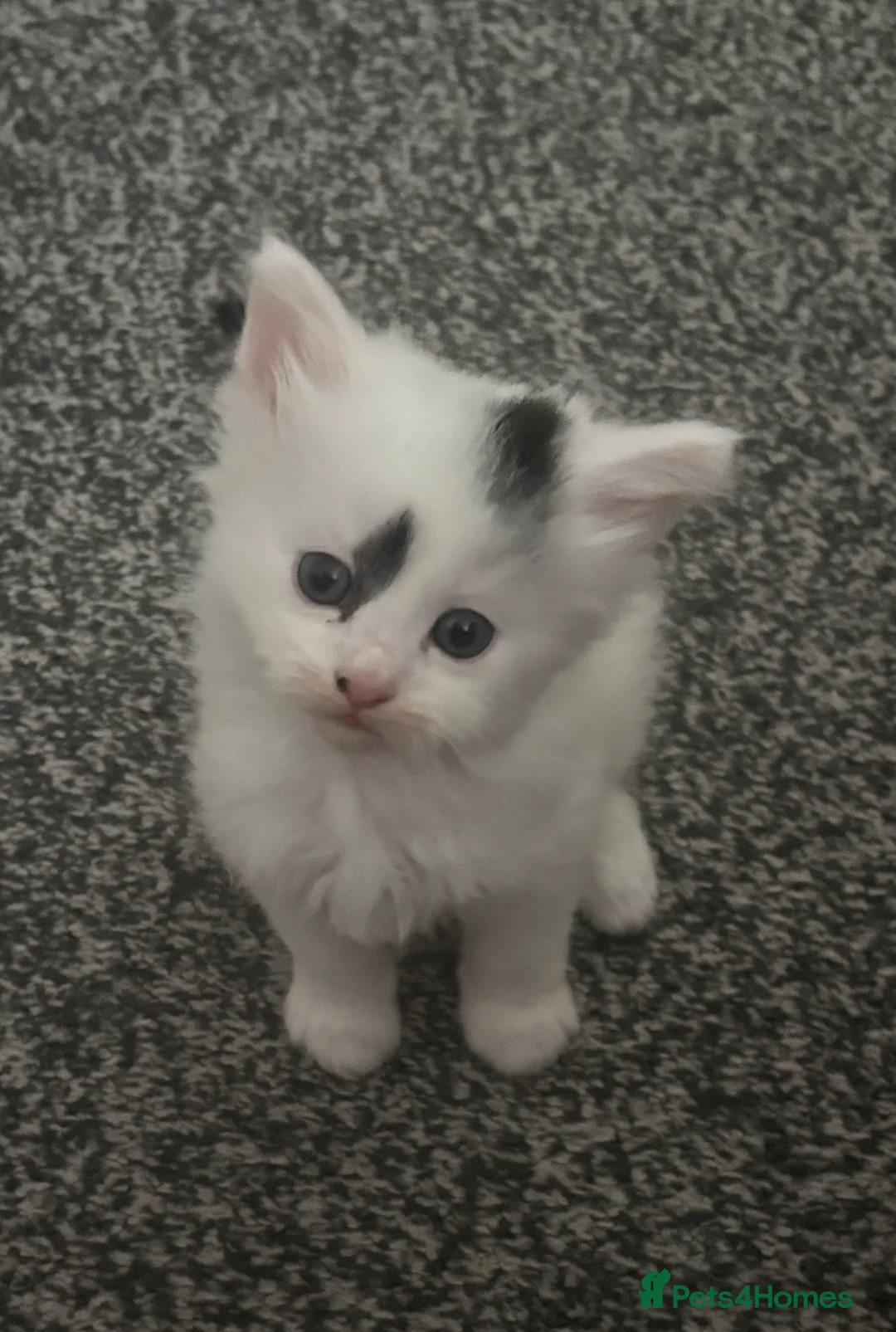 Domestic Shorthair cats for sale: Beautiful kittens for sale  - Advert 2