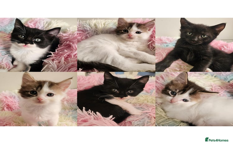 Mixed Breed cats - Advert 1