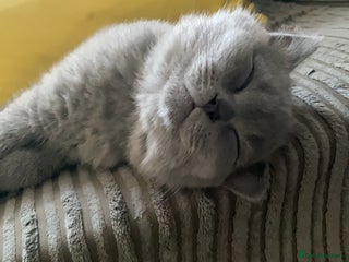 British Shorthair cats - Advert 5