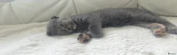 Scottish Fold cats for sale: Scottish fold/British short hair females  in Birmingham - Advert 13
