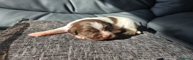 Pink Collar (Reserved)