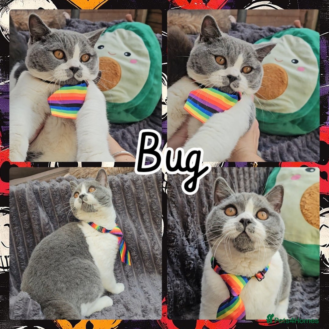 British Shorthair cats for sale: 2 chunky pedigree bsh male kittens - Advert 7