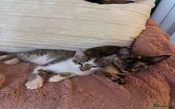 Domestic Shorthair cats for sale: Friendly, cute little kittens with Asian parentage - Image 31