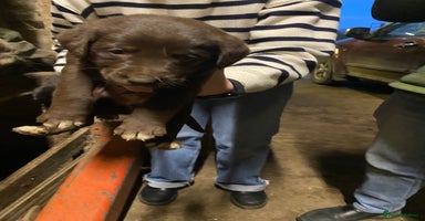 Mixed Breed dogs Welsh collie x red fox Labrador - Advert 13