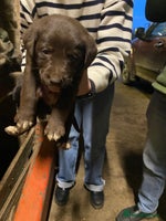 Mixed Breed dogs Welsh collie x red fox Labrador - Advert 13