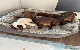 Miniature Dachshund dogs for sale: Beautiful miniature dachshunds  - Image 4