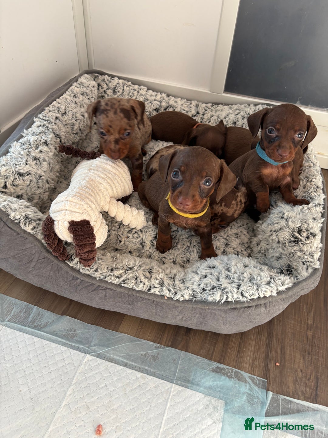 Miniature Dachshund dogs for sale: Beautiful miniature dachshunds  - Image 4