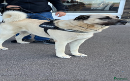 Turkish Kangal dogs for sale: Turkish Kangal 5 Month Puppy Fantastic Confident  - Image 5