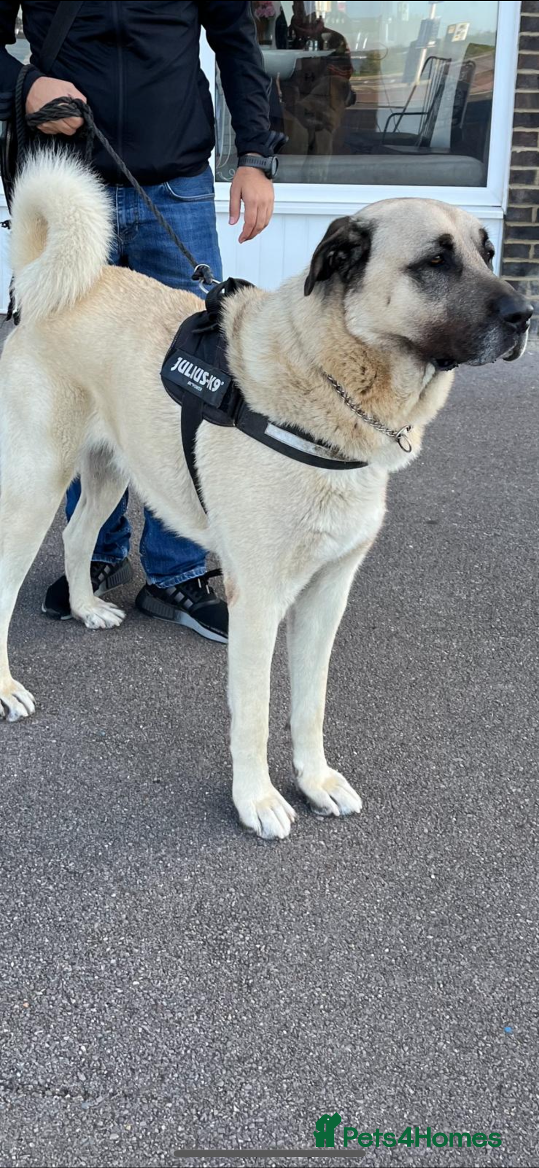 Turkish Kangal dogs for sale: Turkish Kangal 5 Month Puppy Fantastic Confident  - Image 5