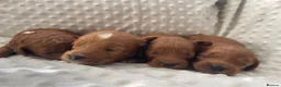 Cockapoo dogs for sale:  F1b American Cockapoos * Health Tested Parents * - Advert 22
