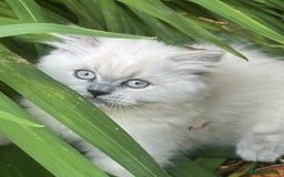 British Shorthair cats for sale: Ready For Forever Homes Soon! - Image 26