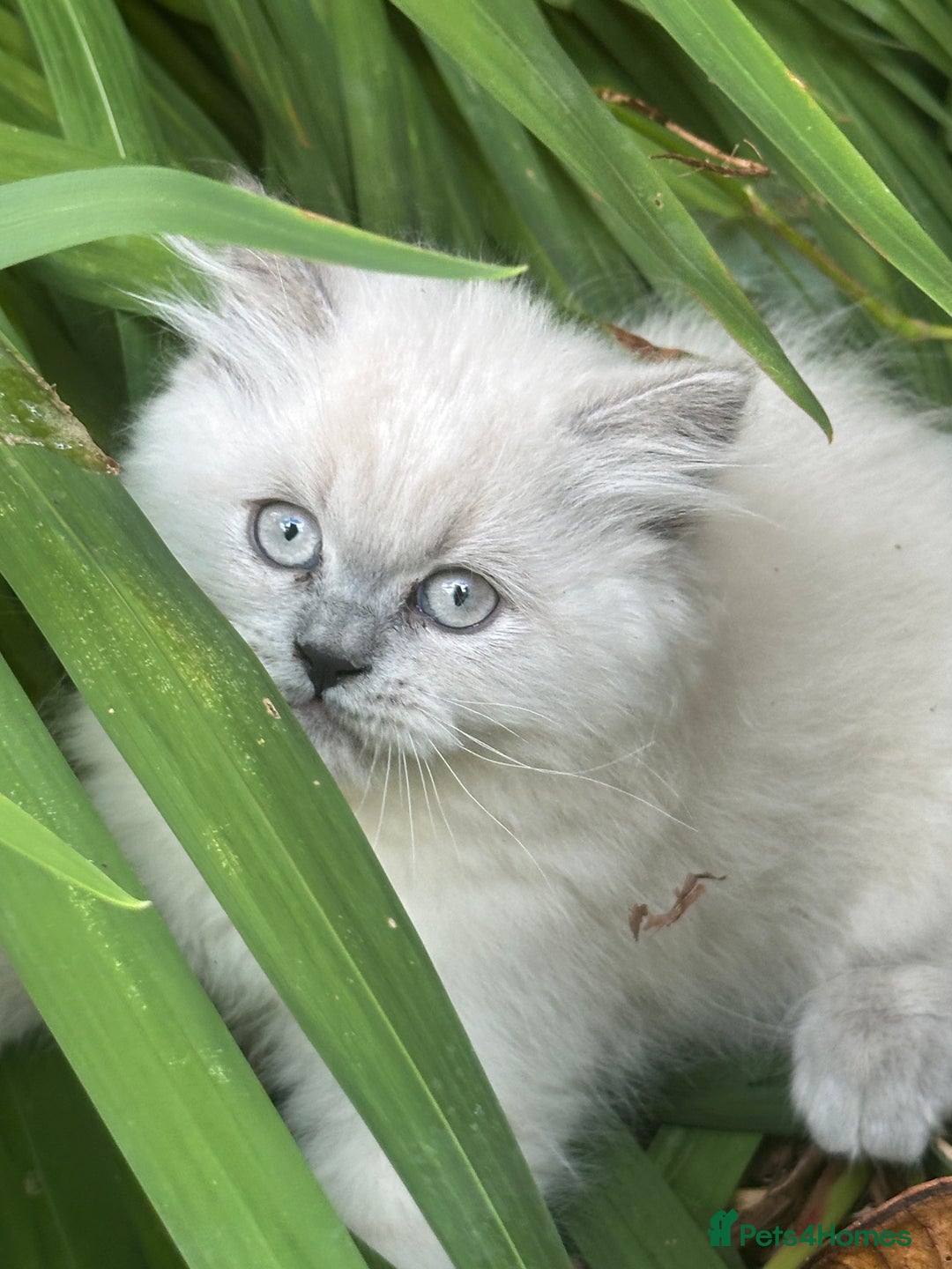 British Shorthair cats for sale: Ready For Forever Homes Soon! - Image 26