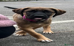 Mixed Breed dogs for sale: Belgian Malinois / Turkish Kangal / Cane Corso - Image 27