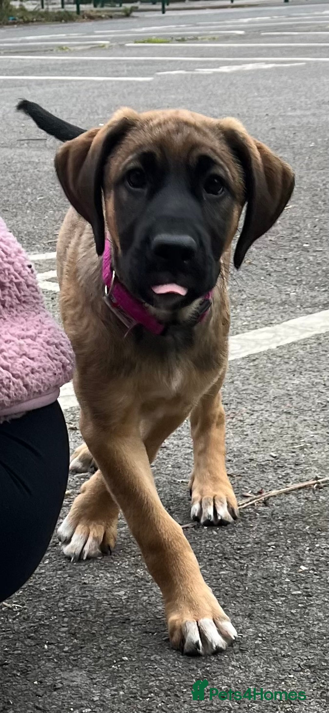 Mixed Breed dogs for sale: Belgian Malinois / Turkish Kangal / Cane Corso - Image 27