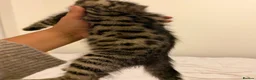 Mixed Breed cats for sale: Kittens  - Advert 16