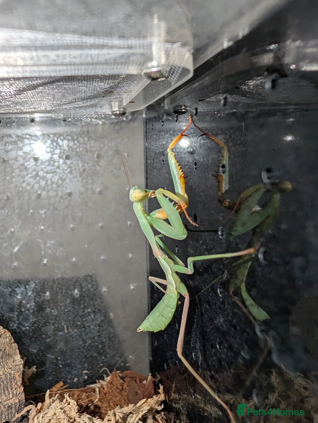 Praying Mantis invertebrates for sale: Spiny flower mantis and African mantis  - Advert 2