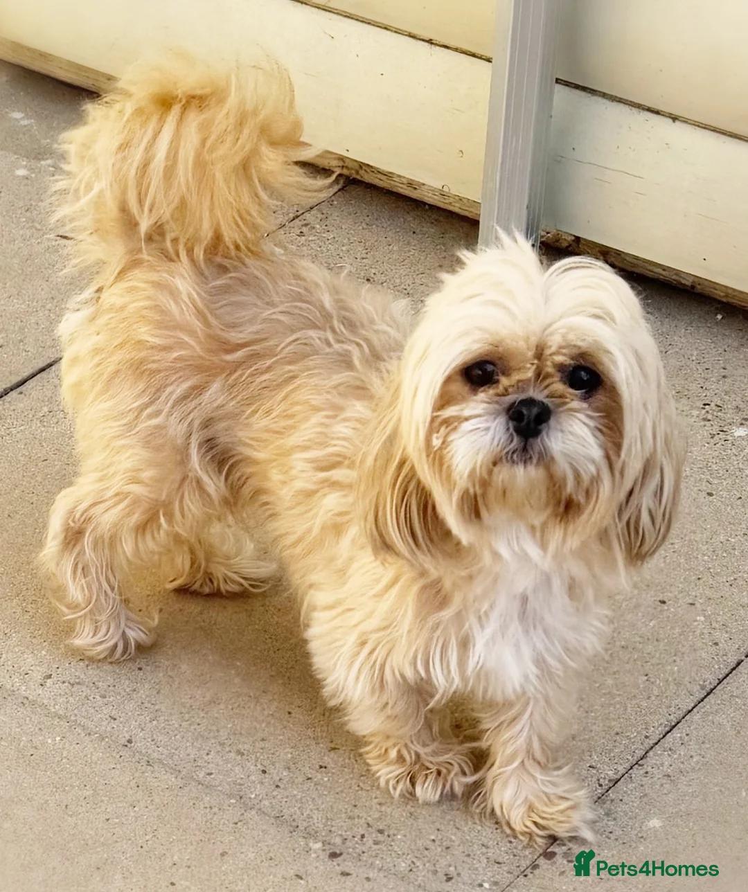 Shihpoo dogs for sale: Exceptional litter is Shih Poo Puppy Boys - Advert 2