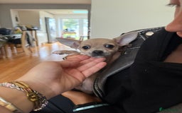 Chihuahua dogs for sale: Female Chihuahua  - Image 4