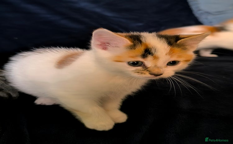 Domestic Shorthair cats - Advert 14