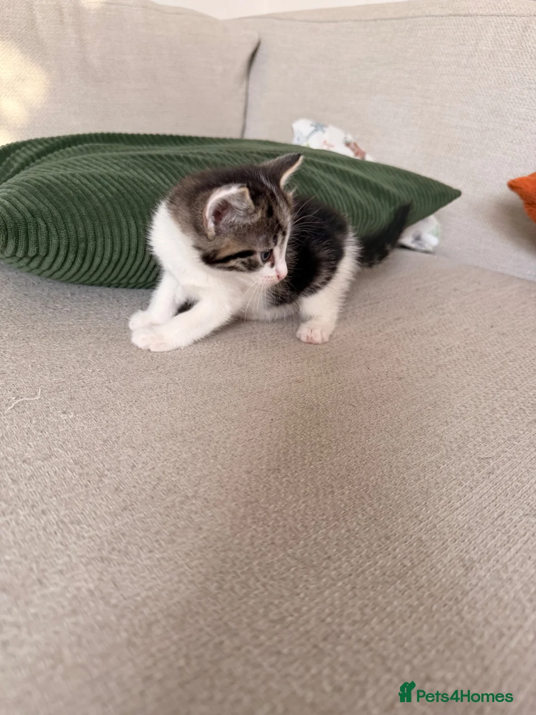 Mixed Breed cats for sale: Gorgeous kittens  in Woking - Advert 2