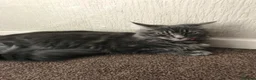 Maine Coon cats for sale: Beautiful 3/4 Maine Coon cross Kittens - Advert 5