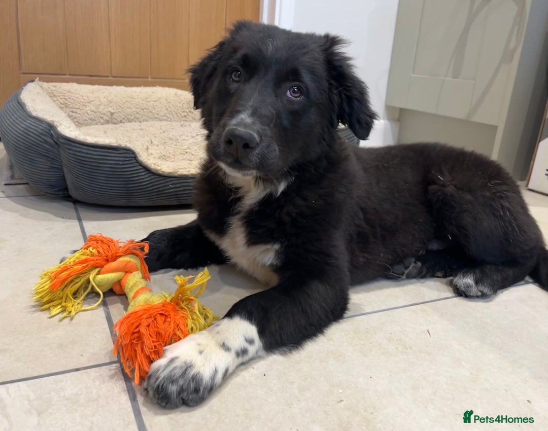 Golden Retriever Cross Border Collie Puppies For Sale Golden Retriever  Border Collie Mix Puppies For Sale, image size:1080x850