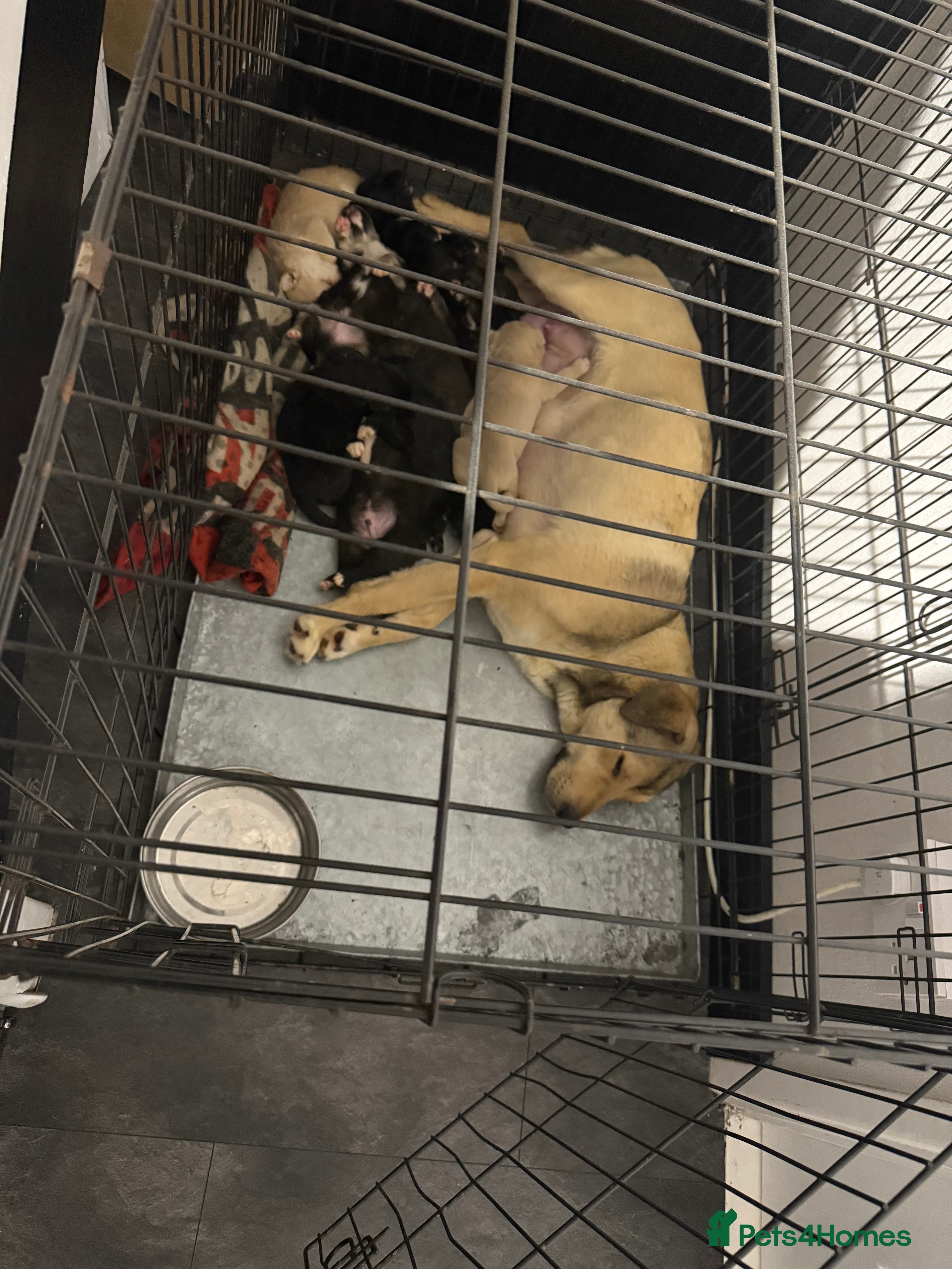 Mixed Breed dogs 3 girls 5 males puppies - Advert 15