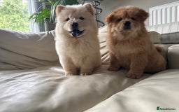 Chow Chow dogs for sale: Chow chow last 1 red female in picture  - Image 9