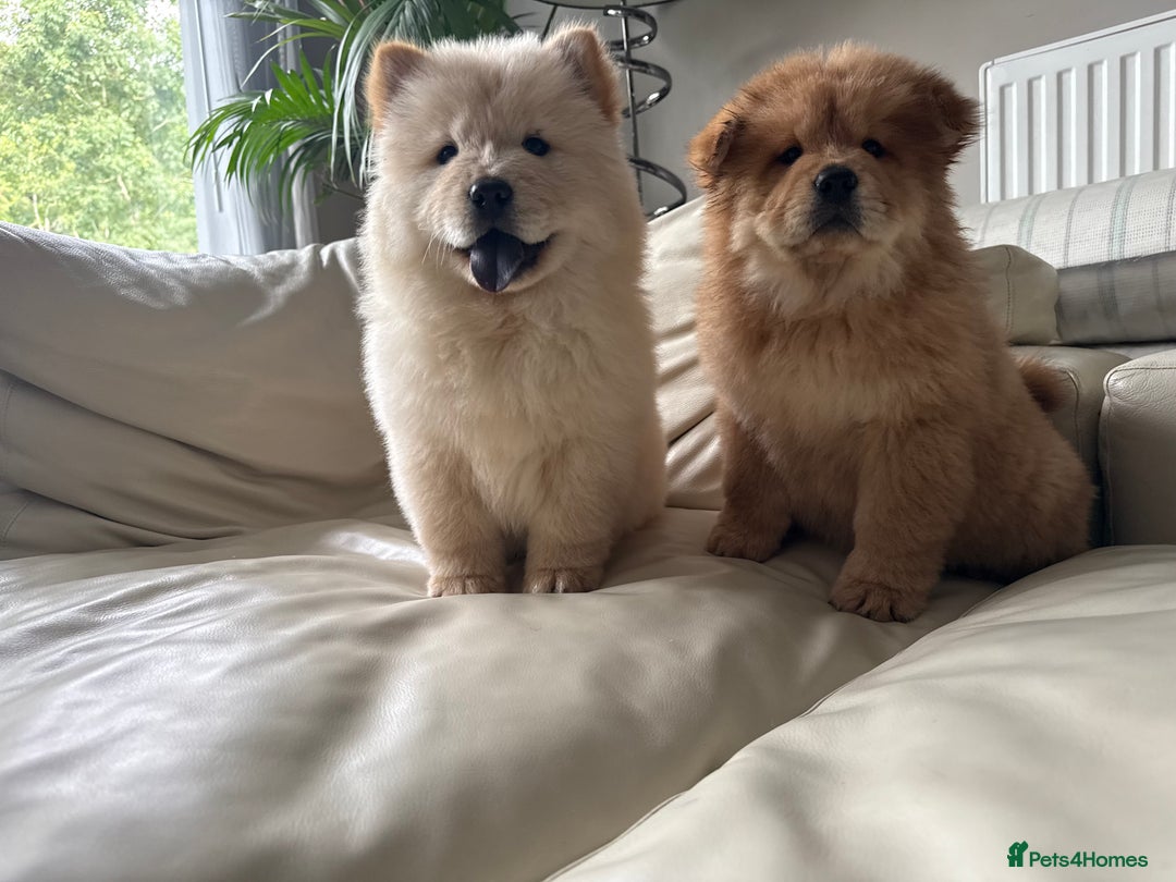 Chow Chow dogs for sale: Chow chow last 1 red female in picture  - Image 9