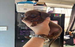 Miniature Dachshund dogs for sale: Beautiful miniature dachshunds  - Image 18