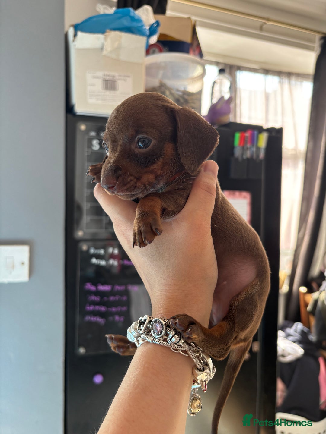 Miniature Dachshund dogs for sale: Beautiful miniature dachshunds  - Image 18