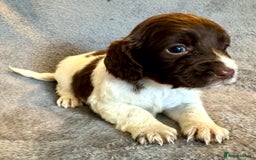 Sprocker dogs for sale: Merle and chocolate spaniels  - Image 2
