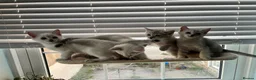 British Shorthair cats for sale: Beautiful BSH kittens  - Advert 11