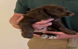 Cocker Spaniel dogs for sale: Outstanding Cocker Spaniel  - Image 9