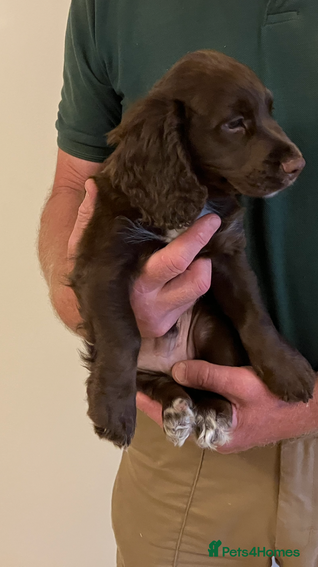Cocker Spaniel dogs for sale: Outstanding Cocker Spaniel  - Image 9