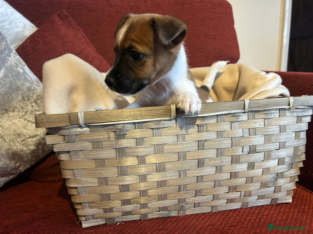 Jack Russell dogs for sale: Beautiful Jack Russel Puppies  - Image 4