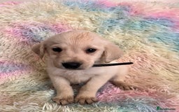 Goldador dogs for sale: Stunning litter of Goldador Puppies  - Image 21