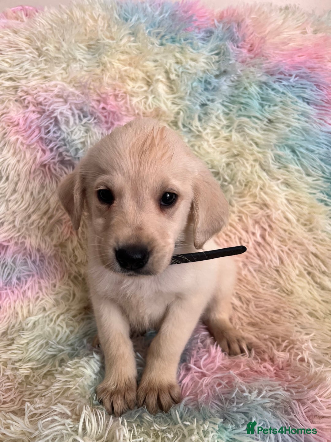 Goldador dogs for sale: Stunning litter of Goldador Puppies  - Image 21