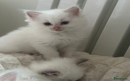 Ragdoll cats for sale: GCCF & TBRCC registered lilac Ragdoll kittens - Image 11