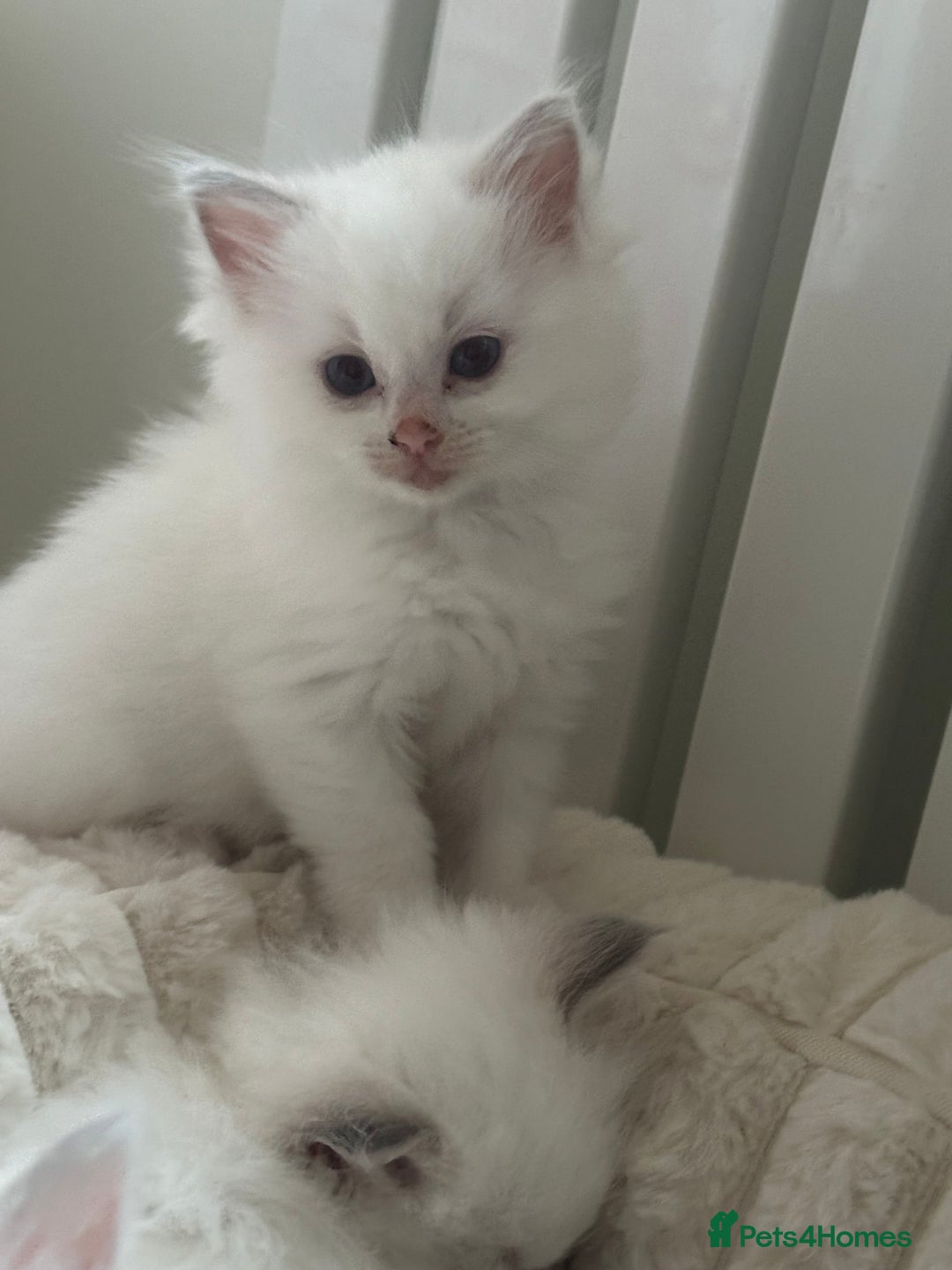 Ragdoll cats for sale: GCCF & TBRCC registered lilac Ragdoll kittens - Image 11