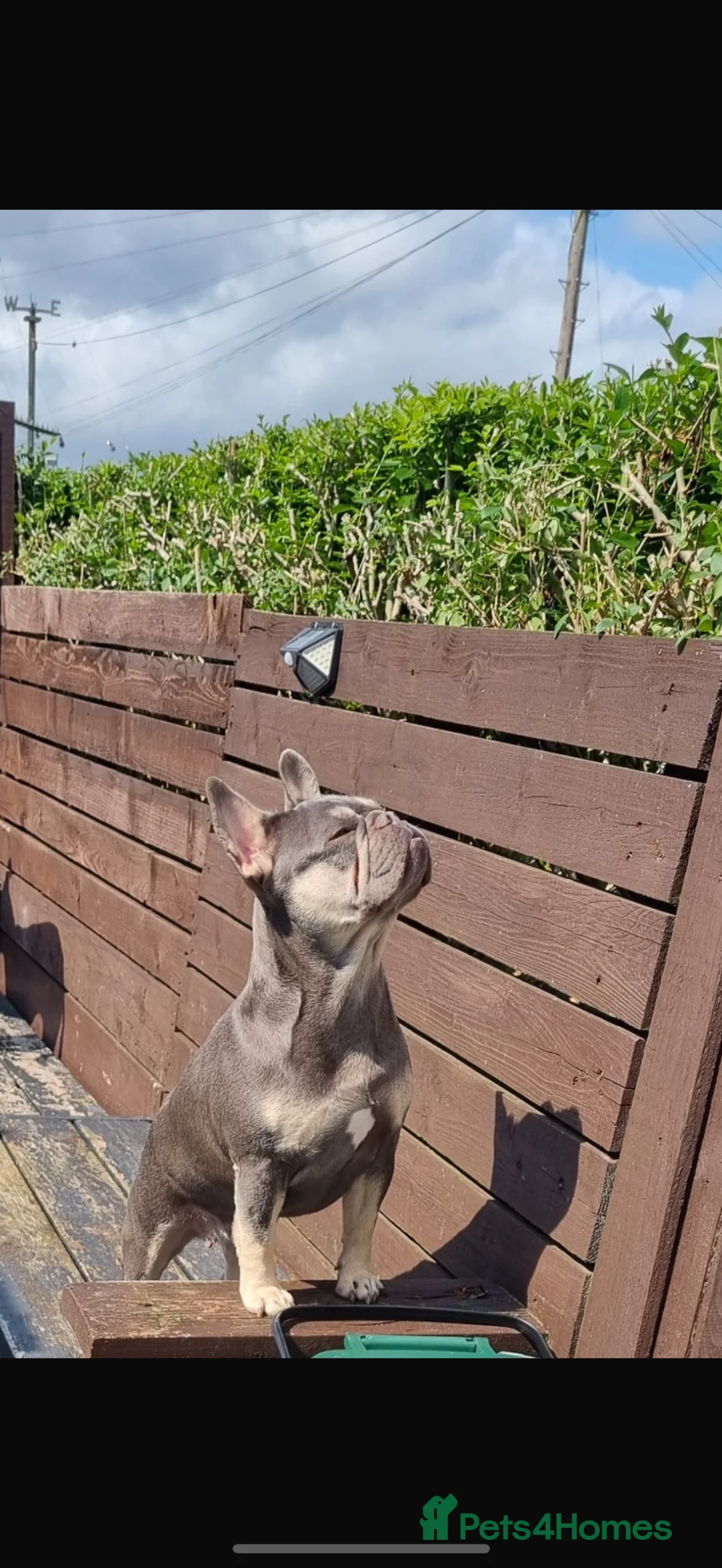 French Bulldog dogs for sale: French bulldog - Advert 5