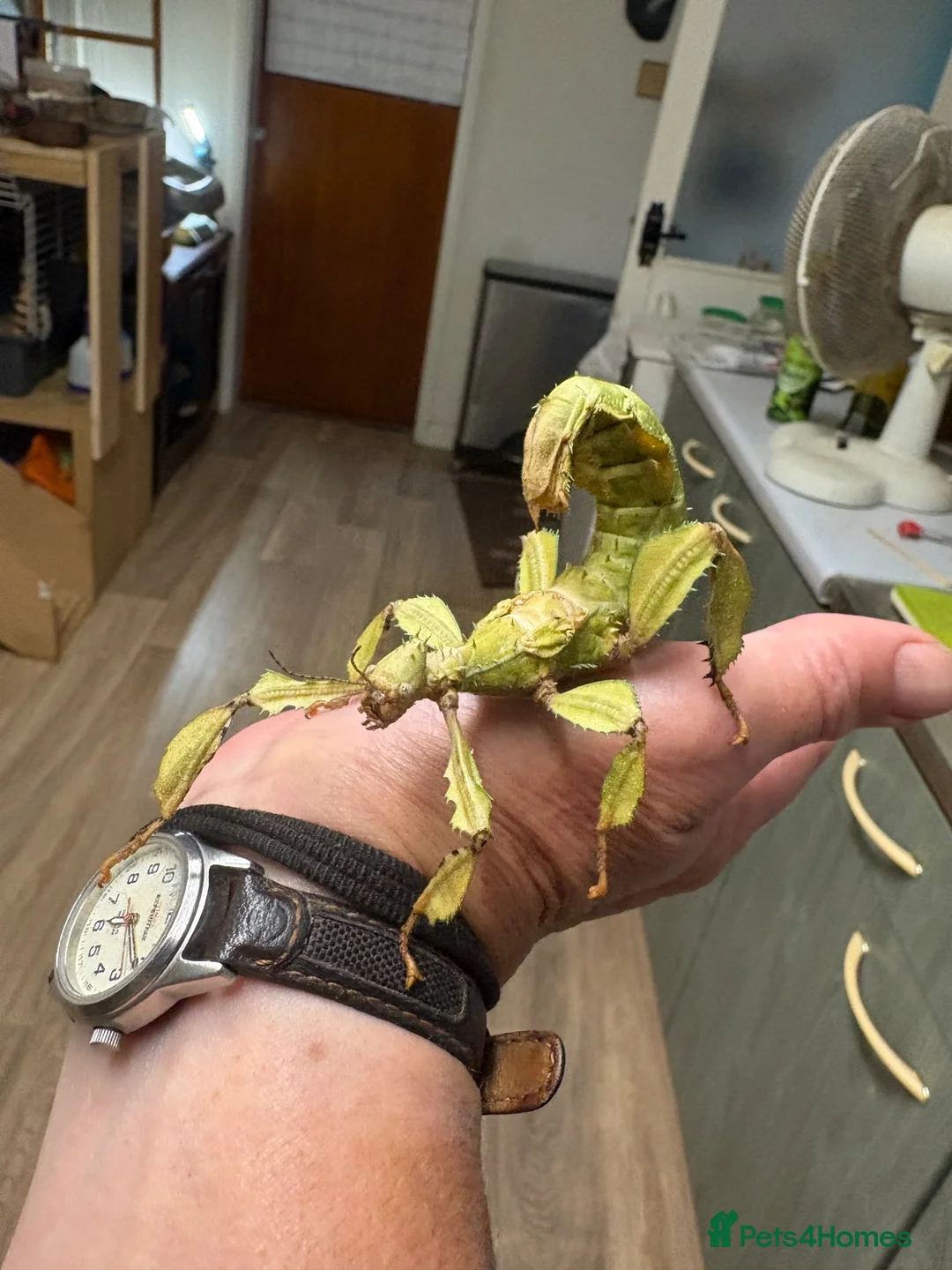 Stick Insects invertebrates for sale: Macleays Spectre (giant stick insects)  - Advert 1