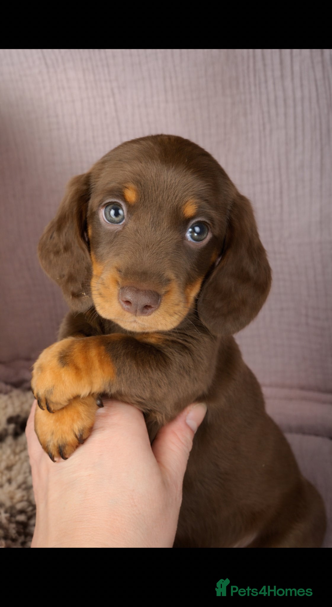 Miniature Dachshund dogs Stunning Dachshund puppies 5 star licenced - Advert 1