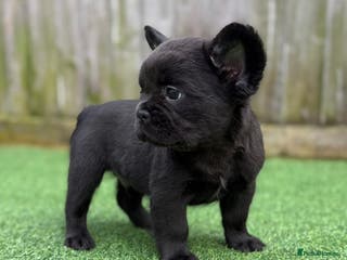 French Bulldog dogs 🦁 Full Fluffy Frenchies Ready To Leave 🦁 - Advert 1