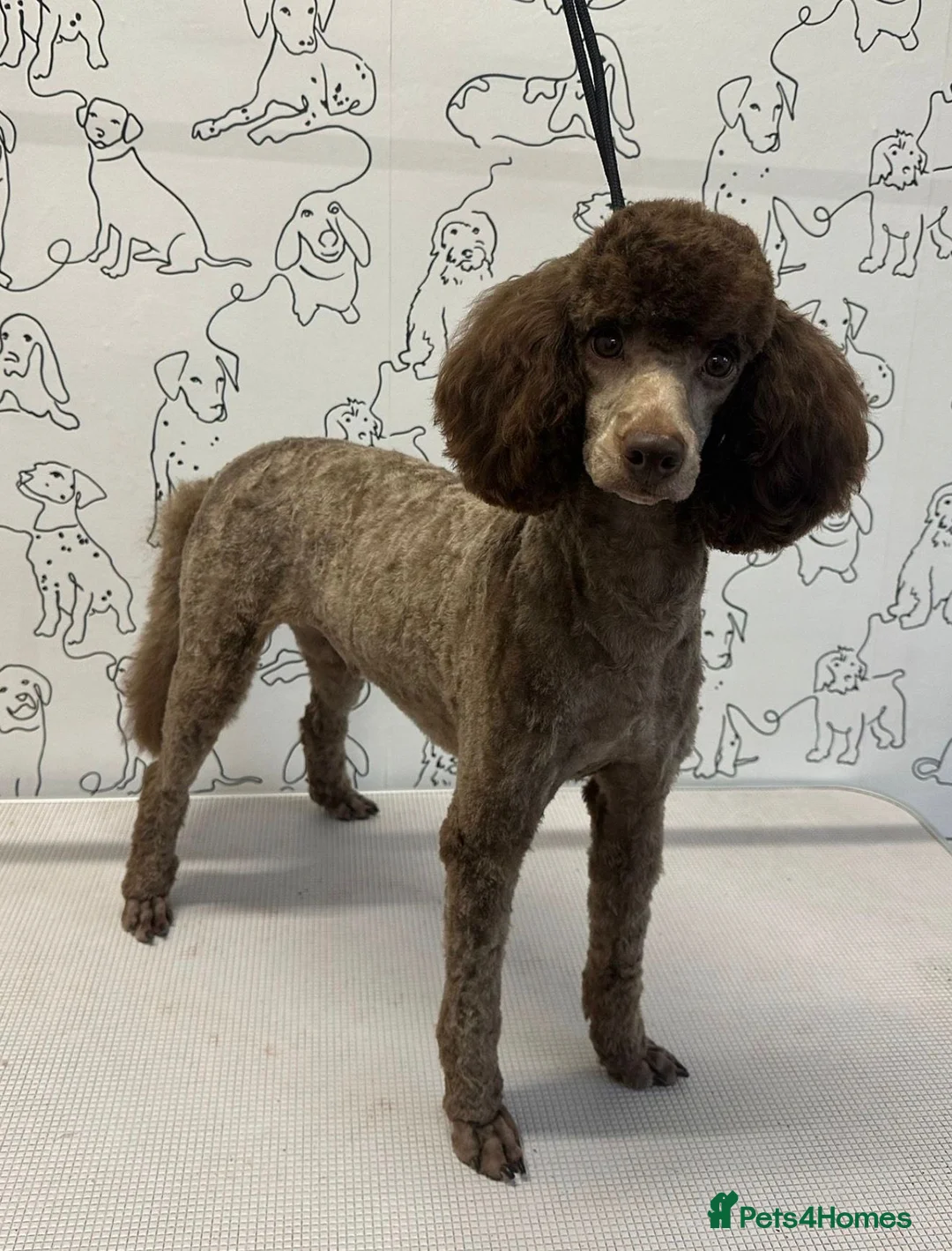 Miniature Poodle dogs for stud: 💙Stunning Chocolate Mini Poodle for Stud💙 - Advert 2