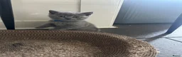 British Shorthair cats for sale: 4 beautiful blue British short hair kittens  - Advert 10